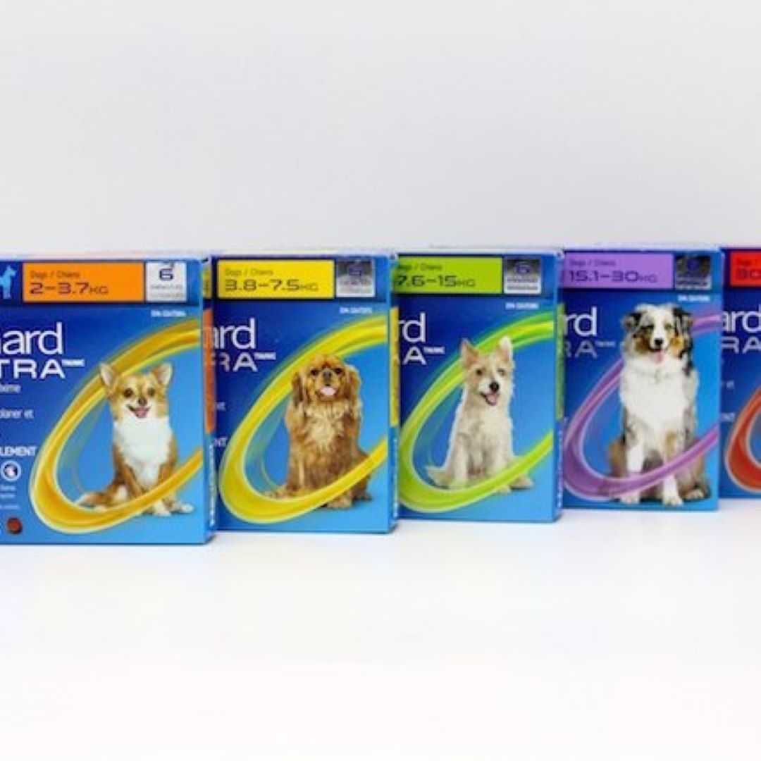 NexGard Spectra®: Antiparasitaire complet pour chiens
