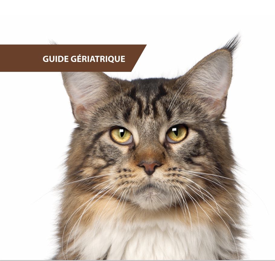 guide gériatrique félin