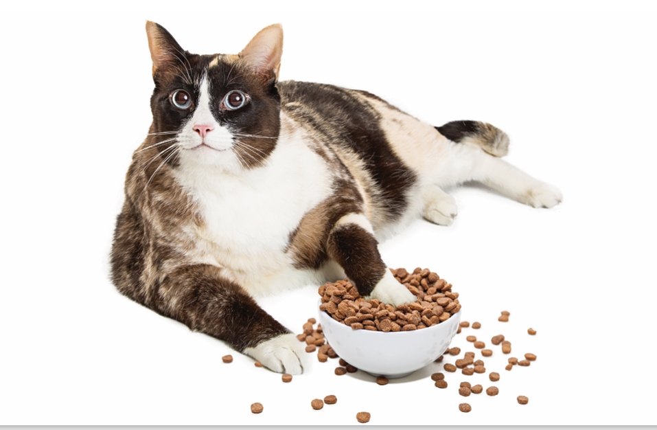 Cat weight loss guide