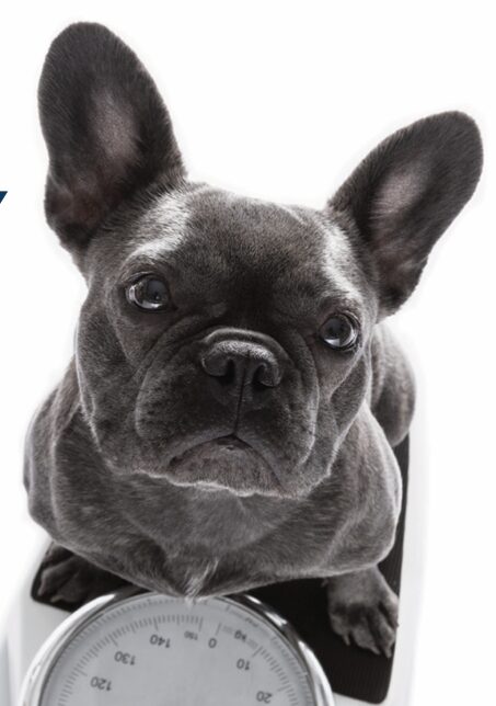 Perte de poids chez le chien