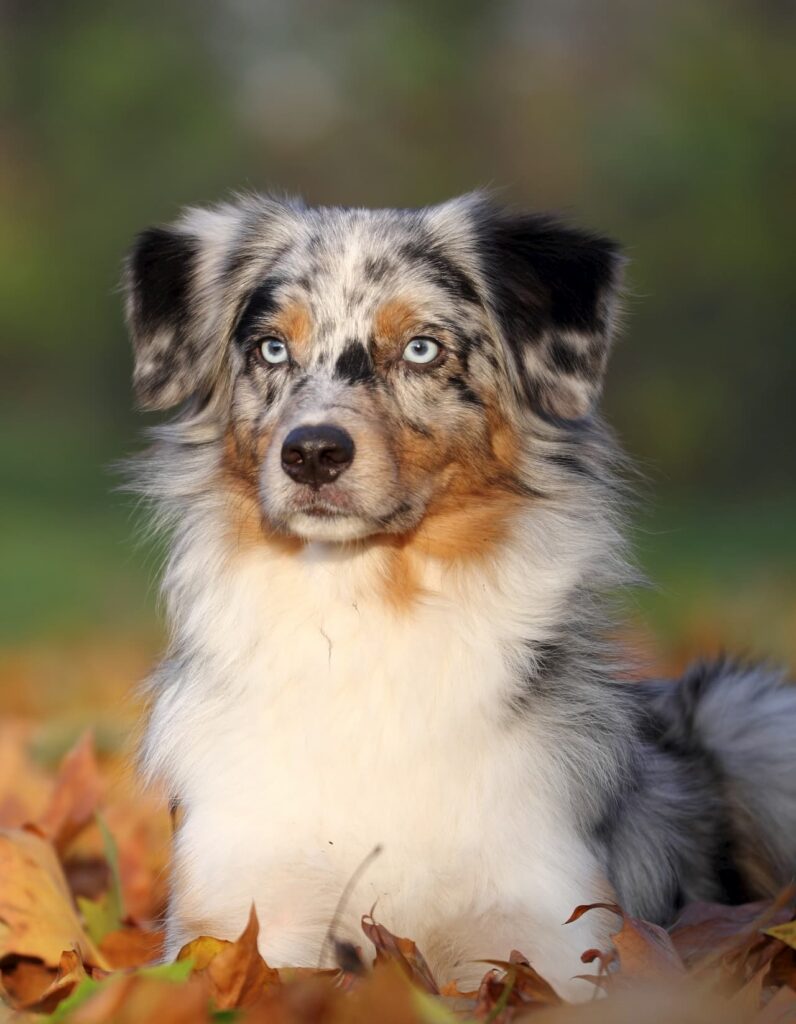 Race Chien Berger Australien nergique Et Intelligent